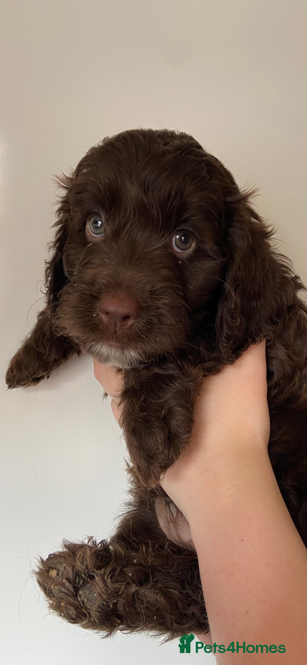 Cockapoo dogs for sale: last F1 boy ready now - Image 12