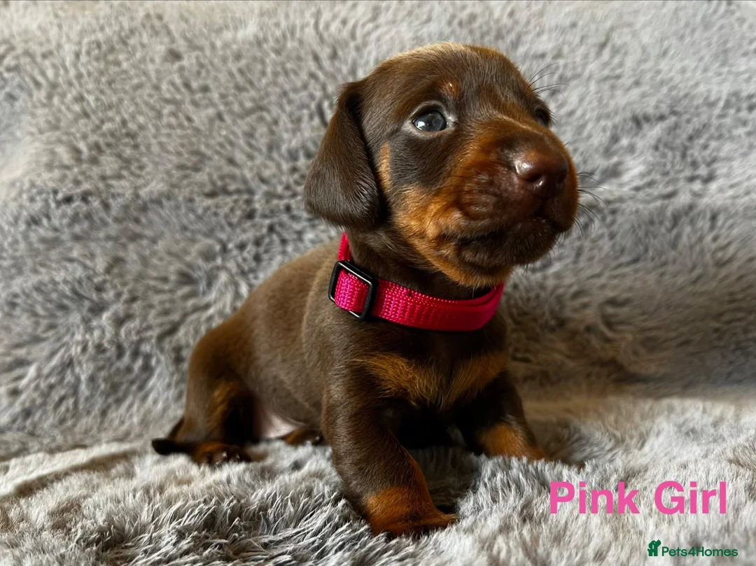 Miniature Dachshund dogs for sale: Gorgeous Miniature Dachshund puppies - Advert 1