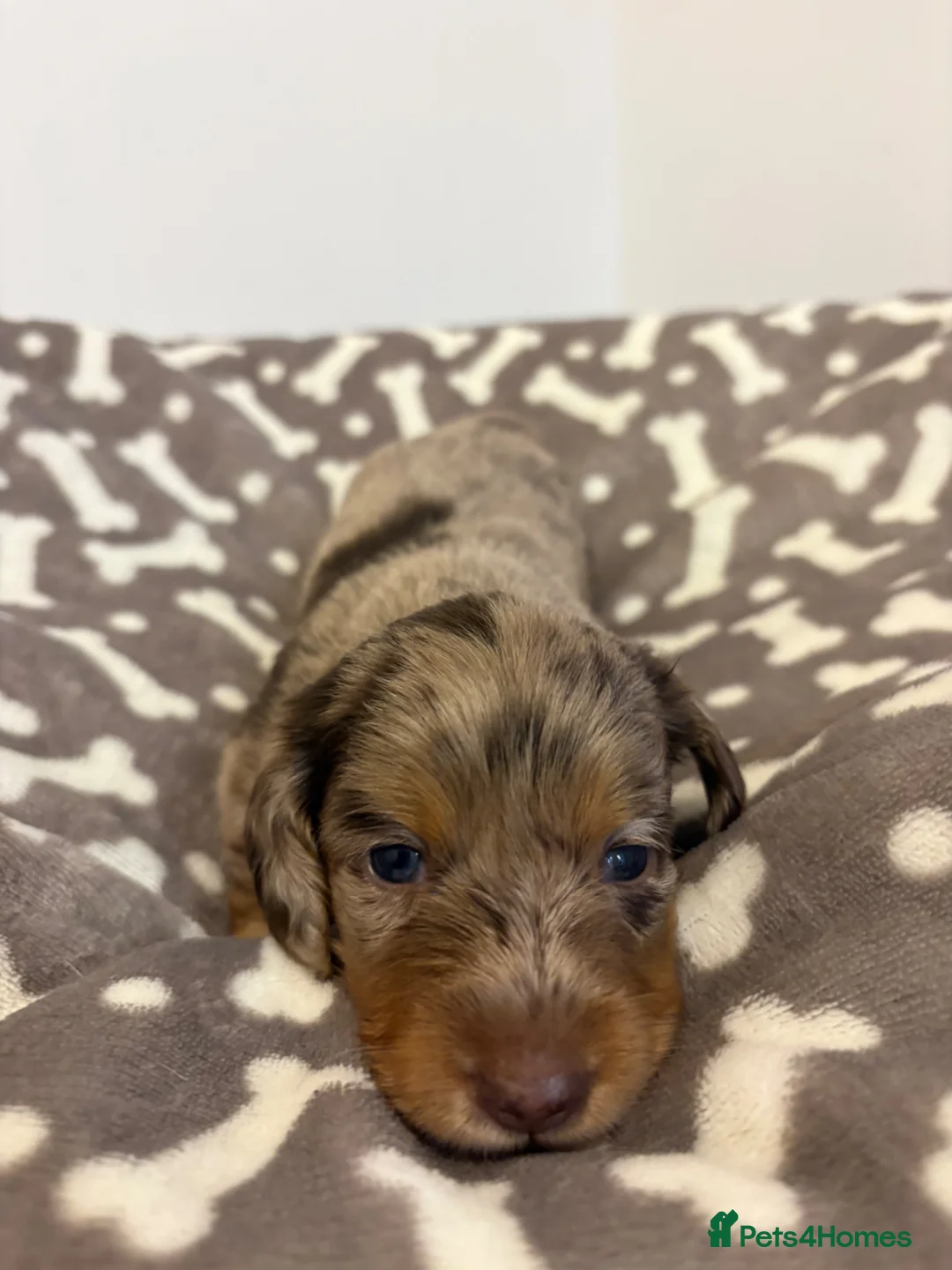 Dachshund dogs for sale: Miniature Dachshunds  in Maidstone - Advert 2