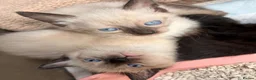 Russian Blue cats for sale: Russian blue mixed breed kittens  - Advert 10
