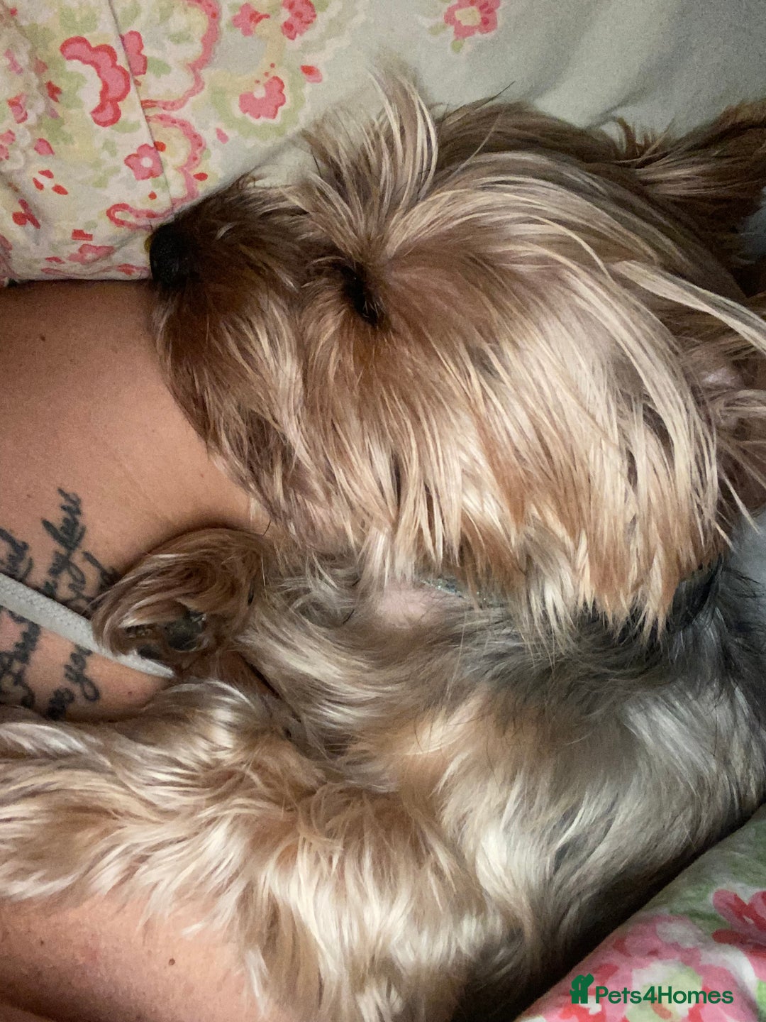 Yorkshire Terrier dogs for stud: Billy Boy  - Image 2
