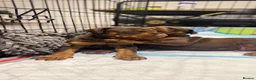 Dobermann dogs for sale: Imported Bloodline European Doberman Pups - Advert 8