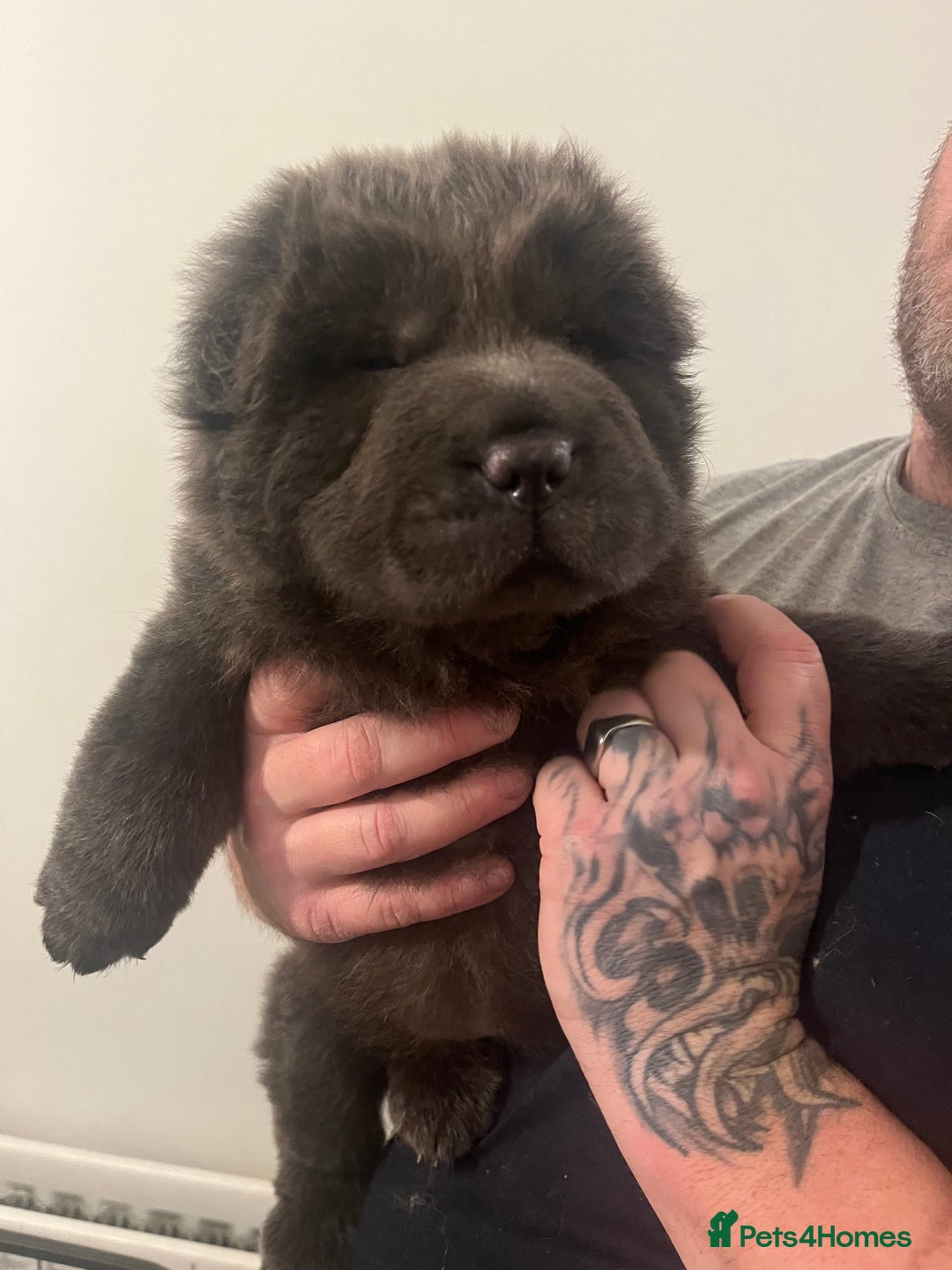 Shar Pei dogs for stud: lilac flower bear coat stud kc reg proven  in Sunderland - Image 11