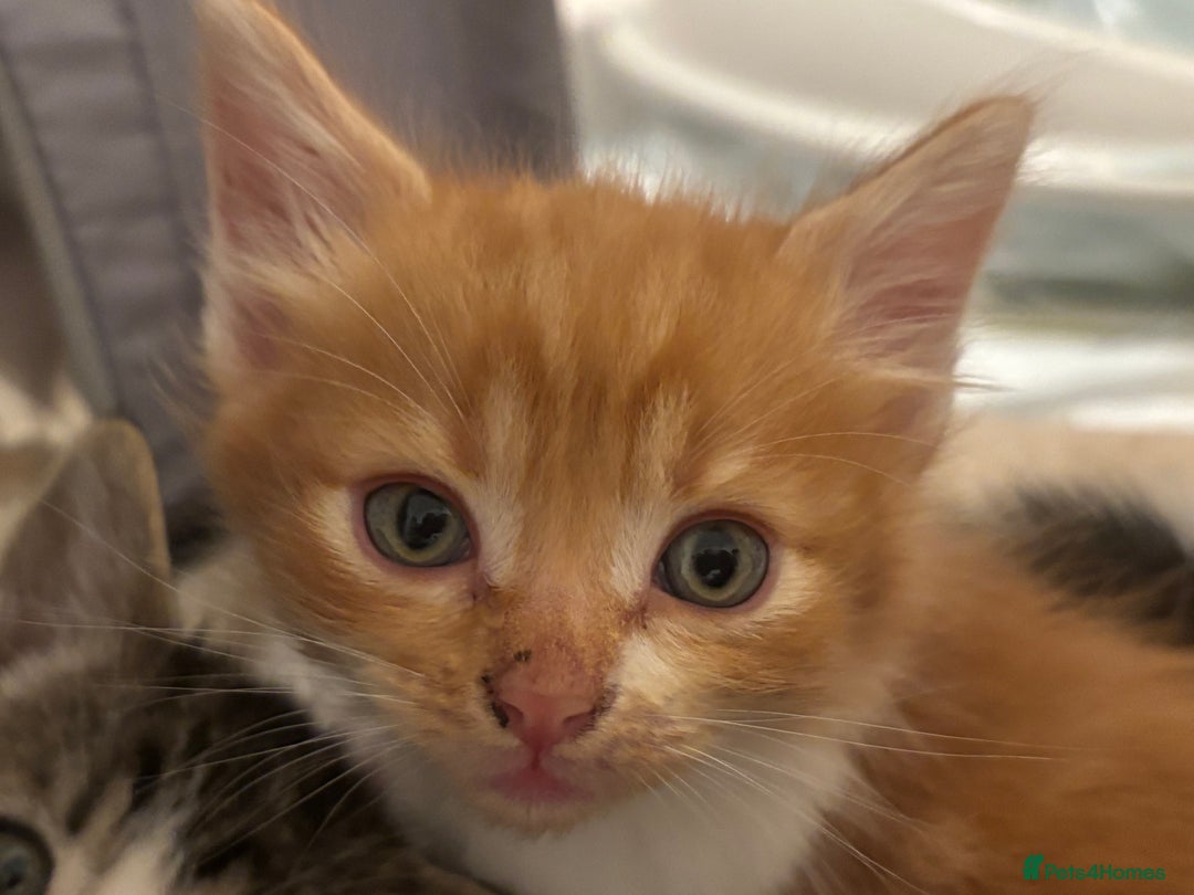 Domestic Shorthair cats for sale: Beautiful friendly Kittens  - Image 12