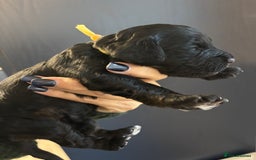 Cockapoo dogs for sale: F2 cockapoo’s (last girl) - Advert 20