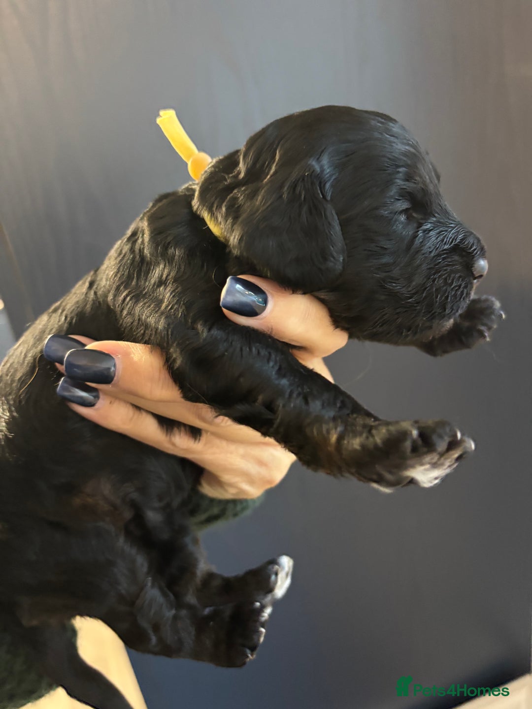 Cockapoo dogs for sale: F2 cockapoo’s (last girl) - Advert 20