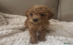 Poochon dogs for sale:  Poochon - last remaining girl  - Image 1