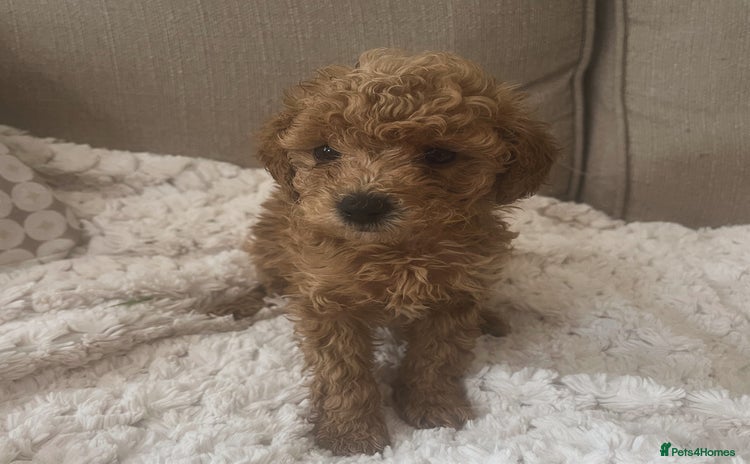Poochon dogs - Advert 2