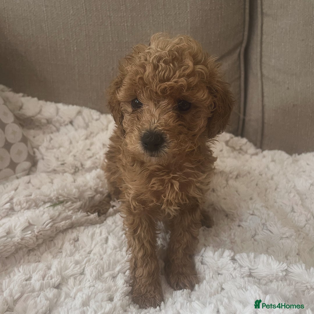 Poochon dogs for sale:  Poochon - last remaining girl  - Image 1