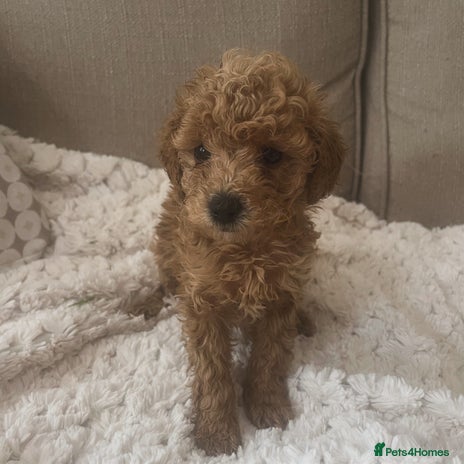 Poochon dogs - Advert 6