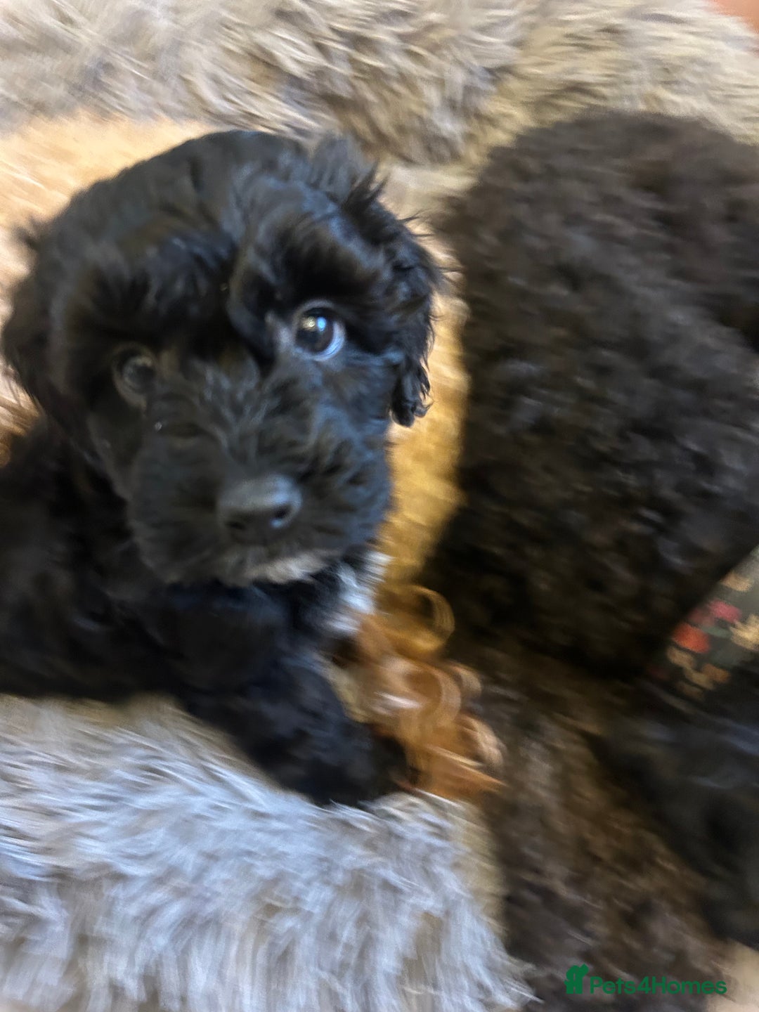 Toy Poodle dogs for sale: Beautiful Toy poodle girls Available next weekend  - Advert 4