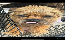 Border Terrier dogs for sale: Border Terrier puppies - Image 15