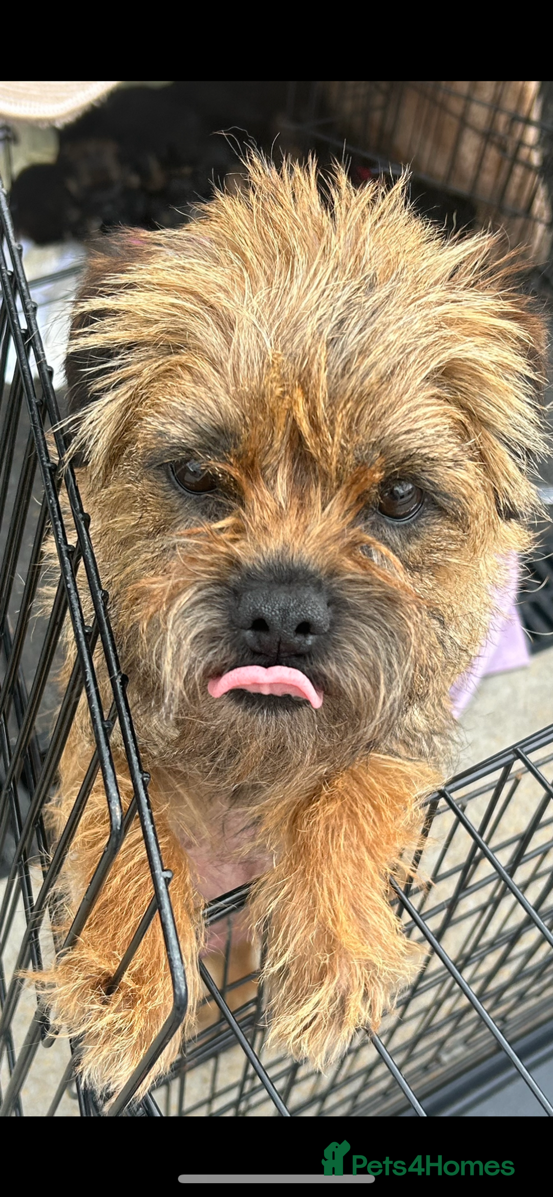 Border Terrier dogs for sale: Border Terrier puppies - Image 15