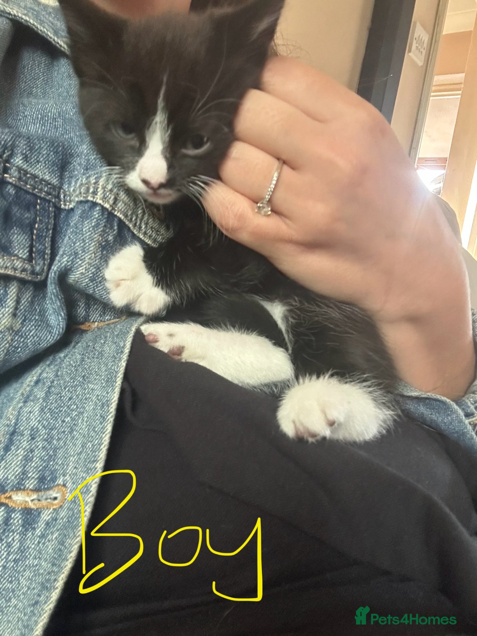 Mixed Breed cats Calico girl and black and white boy for sale  - Advert 6