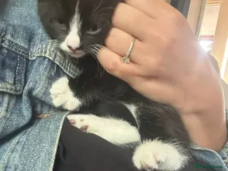 Mixed Breed cats Calico girl and black and white boy for sale - Advert 6