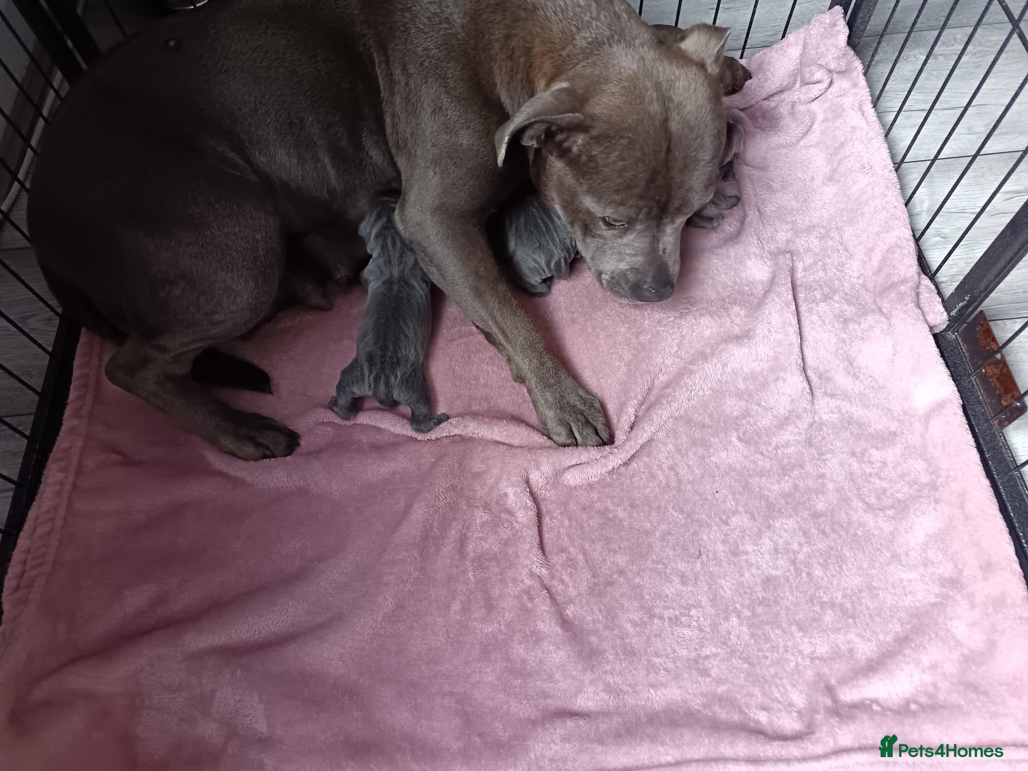 Staffordshire Bull Terrier dogs Full blue staffy pups - Advert 10