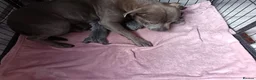 Staffordshire Bull Terrier dogs for sale: Full blue staffy pups - Advert 1