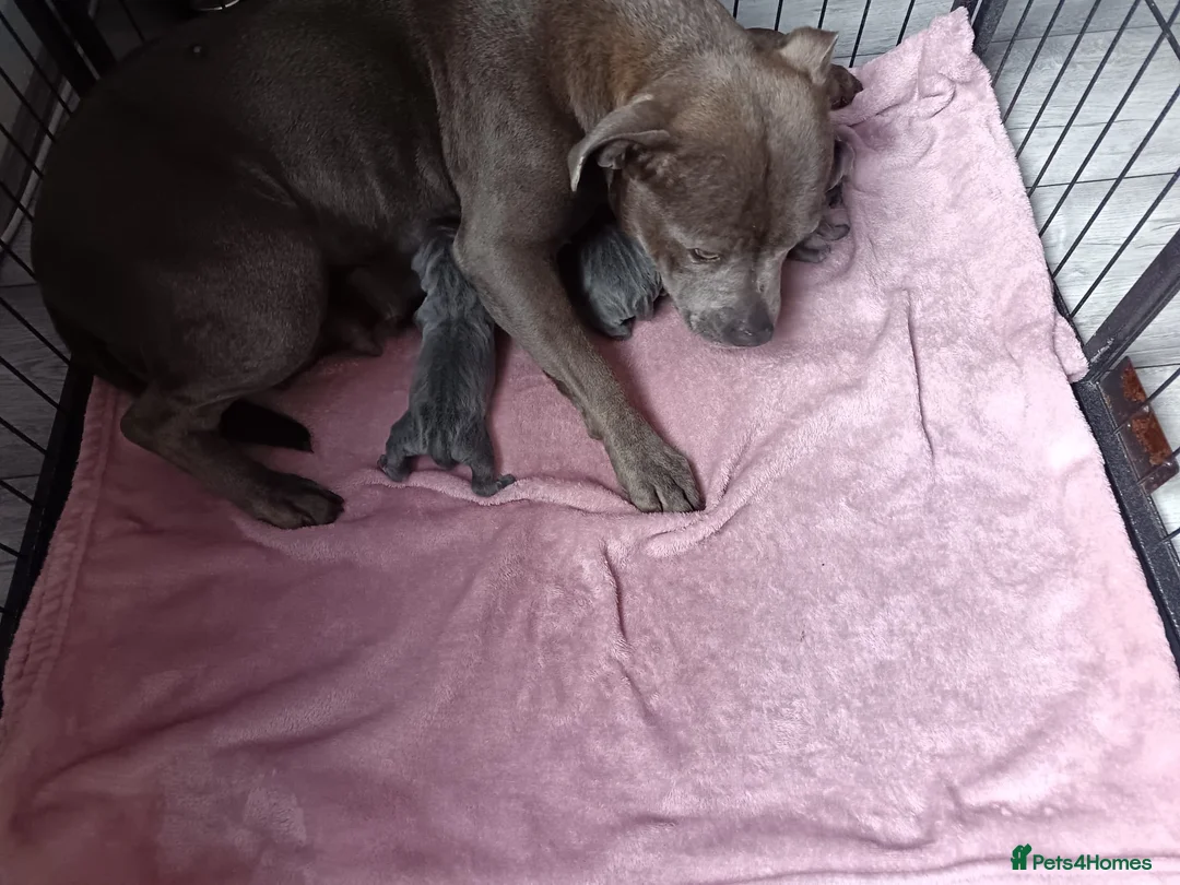 Staffordshire Bull Terrier dogs for sale: Full blue staffy pups - Advert 1