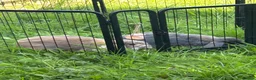 French Lop rabbits for sale: Bonded male rabbits  in Grantham - Advert 3