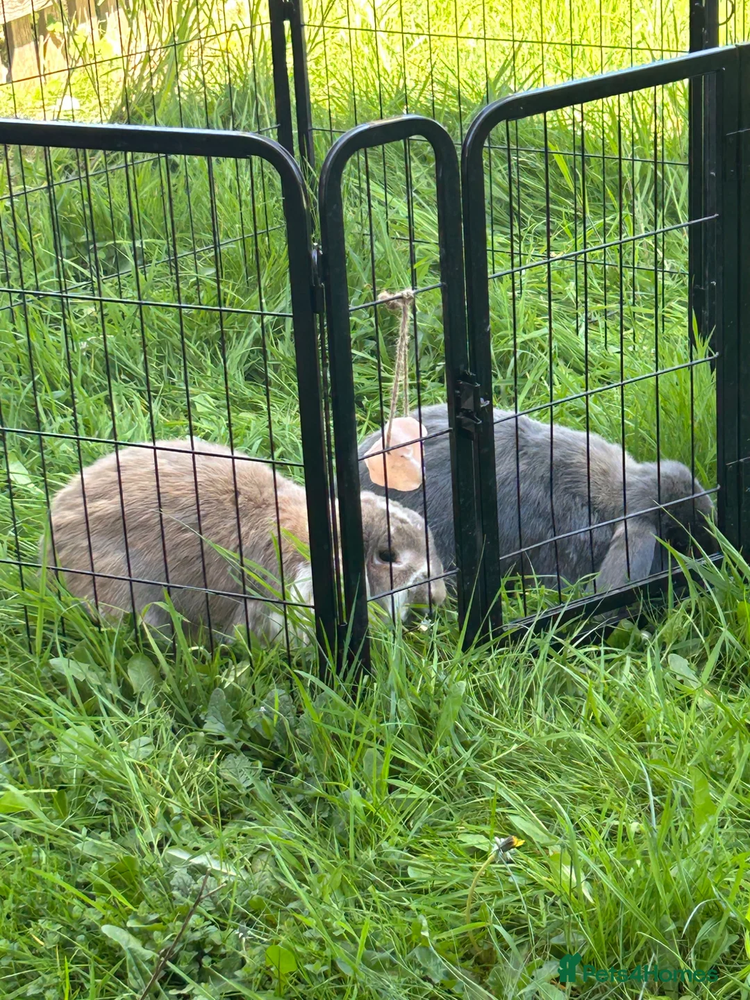French Lop rabbits for sale: Bonded male rabbits  in Grantham - Advert 3
