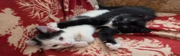 Mixed Breed cats for sale: Adorable Kittens Ready for their forever Homes - Advert 36