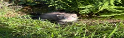 Ferret rodents for sale: Kits for sale  - Advert 3