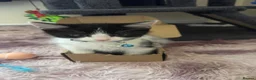 Ragdoll cats for sale: Rupert male ragdoll/ long hair breed in Cardigan - Advert 5