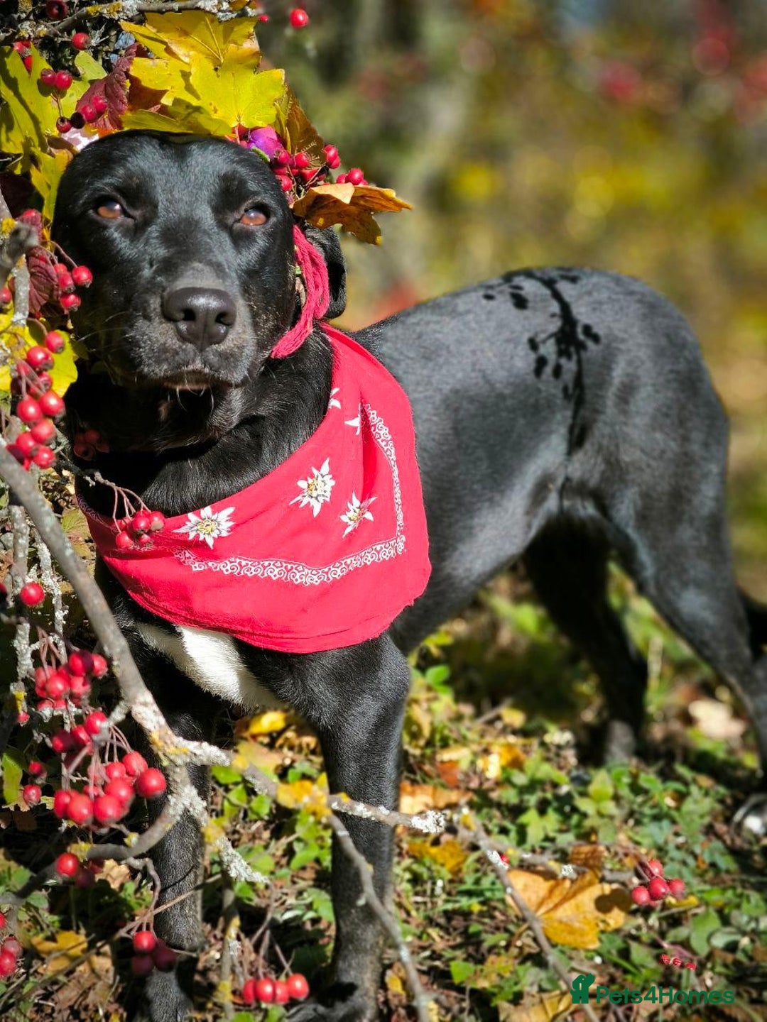 Mixed Breed dogs for adoption: 💖🐶 BLACKY 🐶💖 - Advert 20