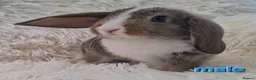 Mini Lop rabbits for sale: Adorable Mini Lop Baby Rabbits For Sale - Advert 6