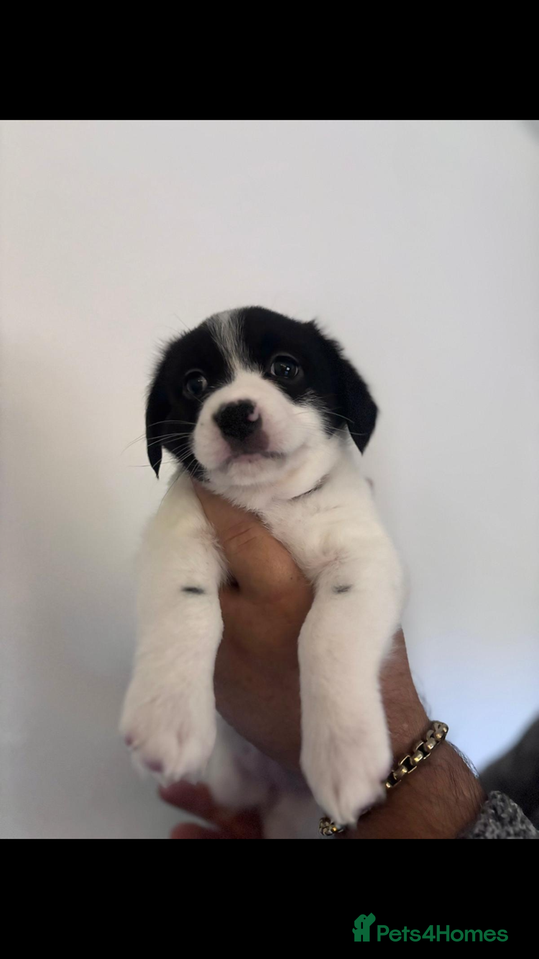 Mixed Breed dogs for sale: Bijon Cross Male Puppy - Advert 3