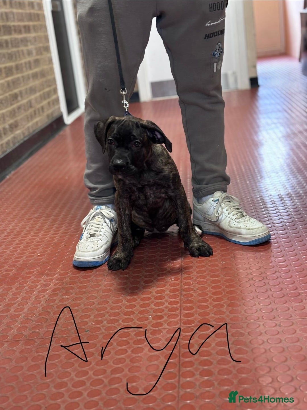 Presa Canario dogs for sale: Presa Canario Puppies  - Advert 11
