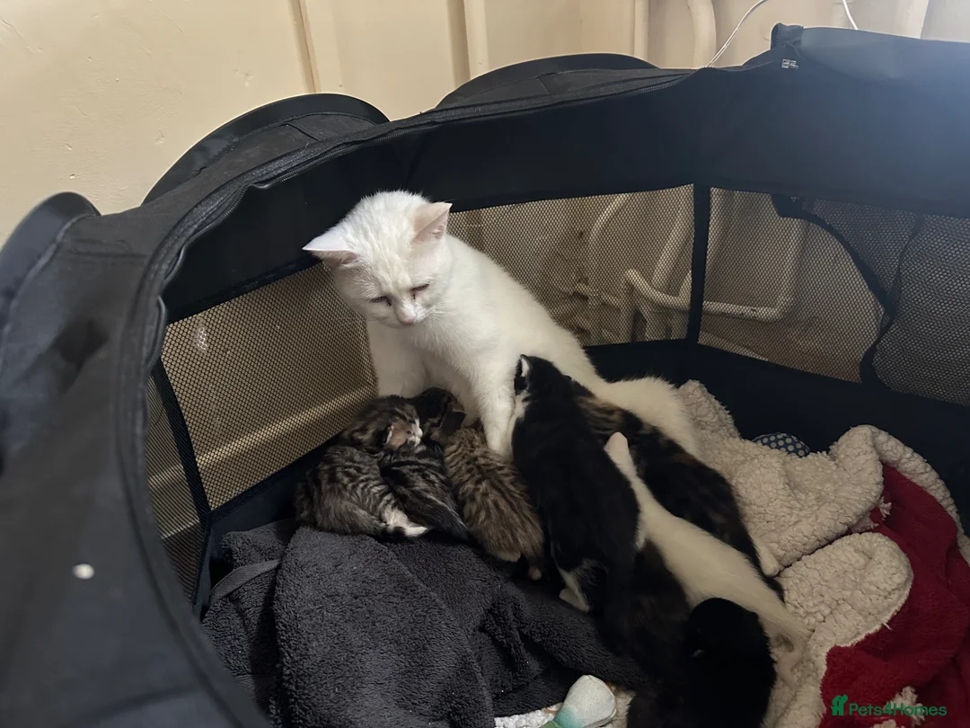 Mixed Breed cats for sale: Last female of litter - Advert 1