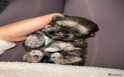 Shih Tzu dogs for sale: SHIT TZU grey puppy - Image 8