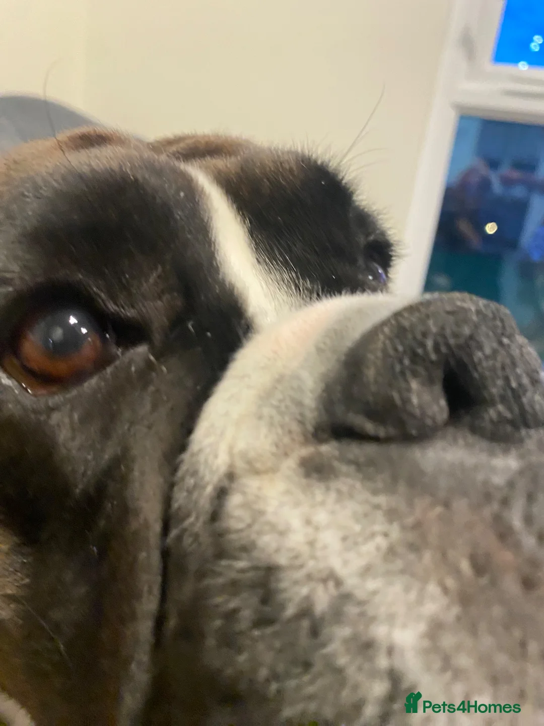 Boxer dogs for sale: Narla 3 year old Boxer - Advert 11