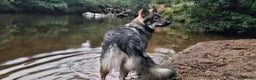 Mixed Breed dogs for sale: Inuit Wolfdog - Advert 2