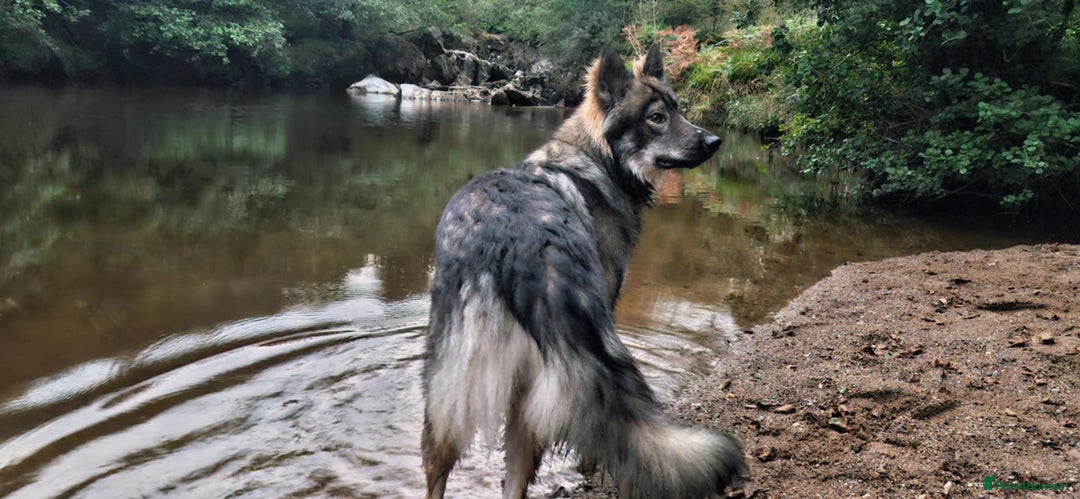 Mixed Breed dogs for sale: Inuit Wolfdog - Image 2