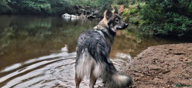 Mixed Breed dogs - Advert 15