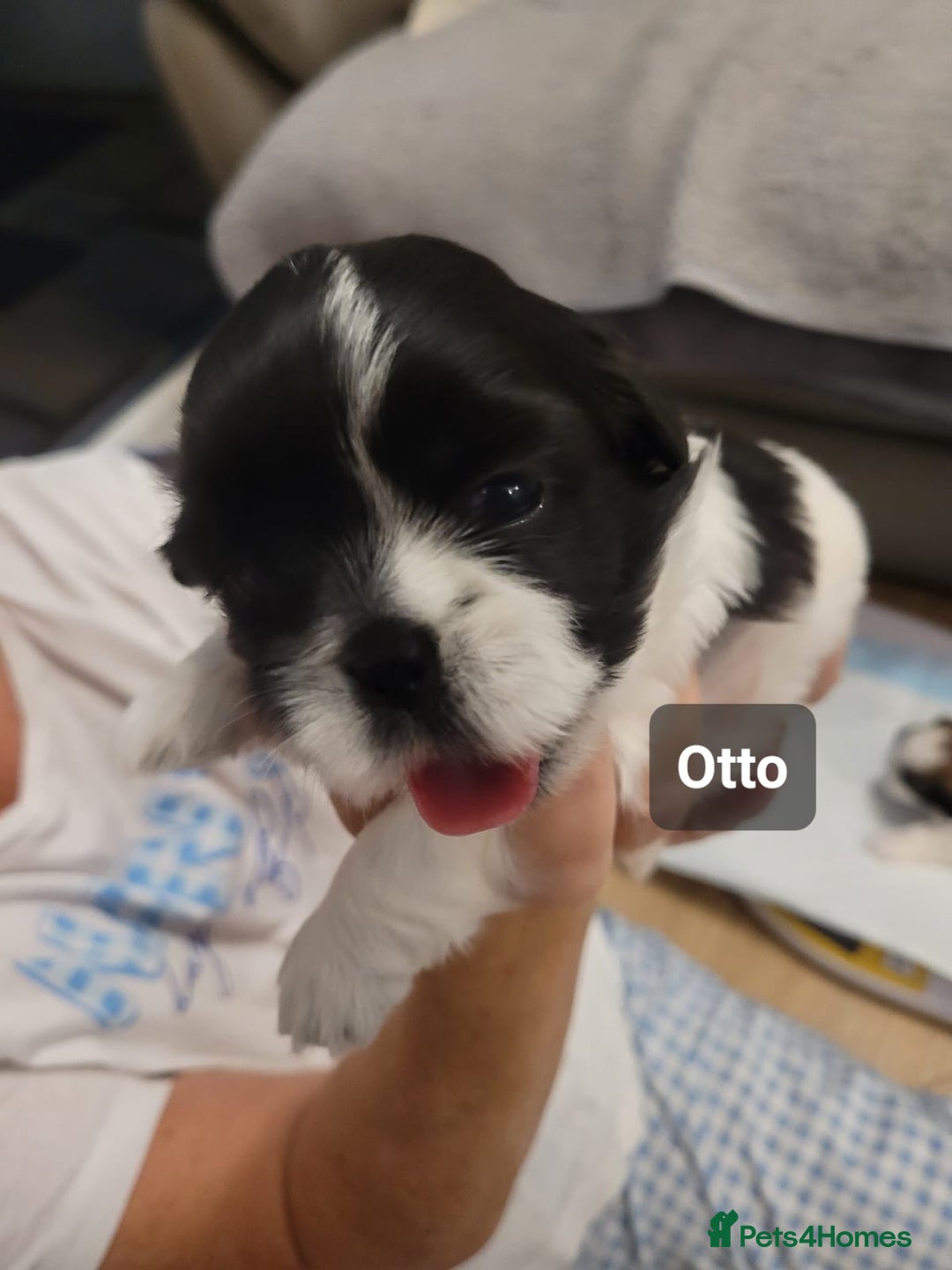 Shih Tzu dogs for sale: Beautiful Shih Tzu Puppies - Image 26