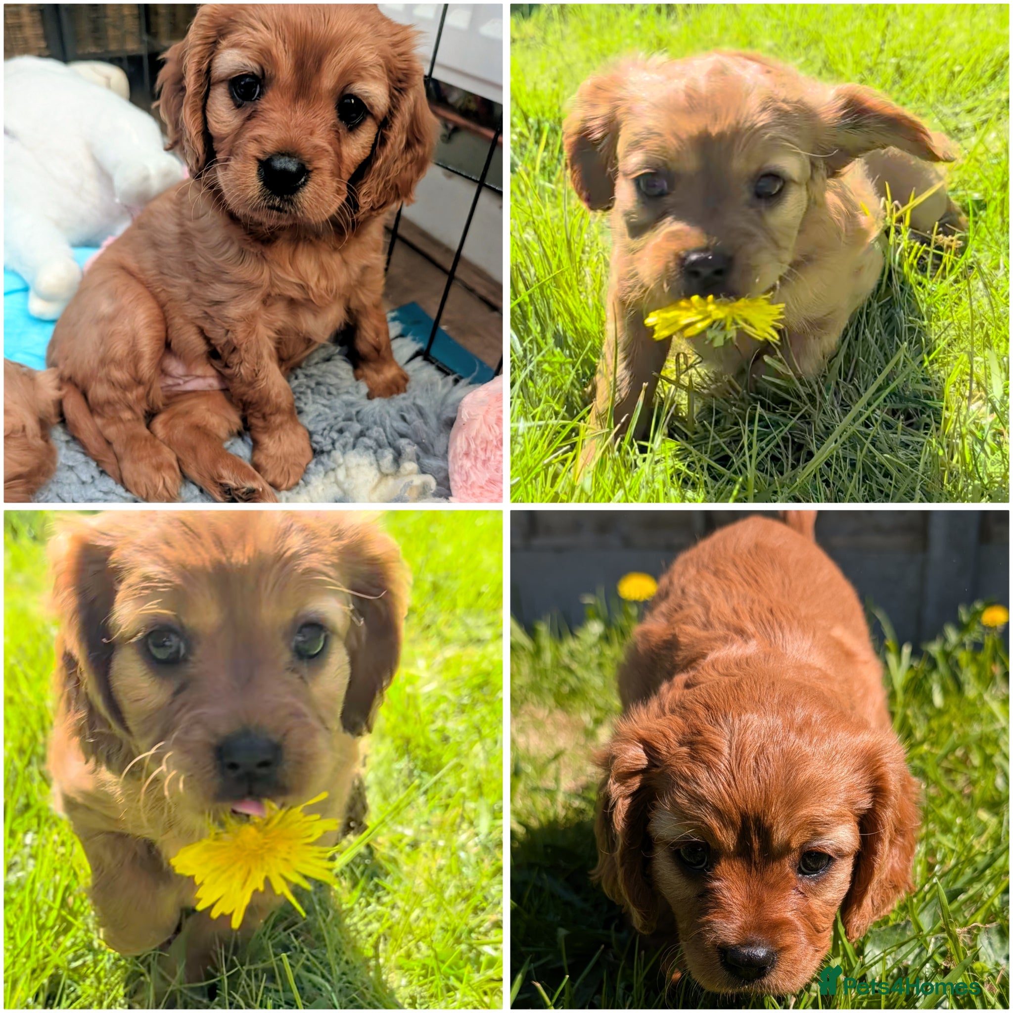 Cavapoo dogs F2 Cavapoo Puppies  - Advert 14