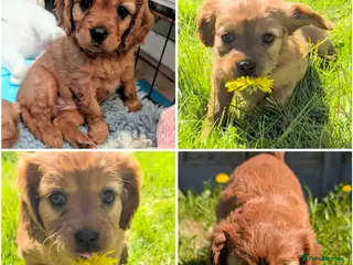 Cavapoo dogs F2 Cavapoo Puppies - Advert 7