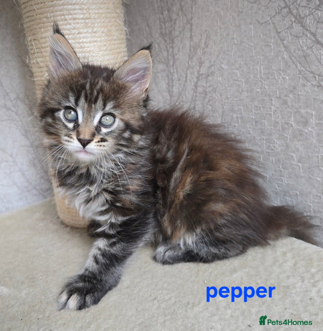Maine Coon cats for sale: Maine Coon Kittens Tortie/Torbie Russian lines - Image 23
