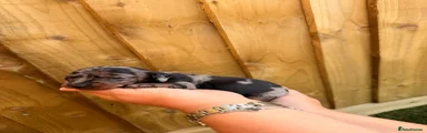 Miniature Dachshund Puppy 3