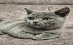 British Shorthair cats for sale: **Stunning TICA Registered Blue male** - Image 6