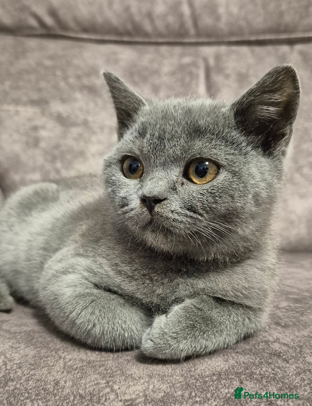 British Shorthair cats for sale: **Stunning TICA Registered Blue male** - Image 6