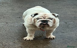 English Bulldog dogs for stud: KC Registered Silver Health Tested Stud - Image 6