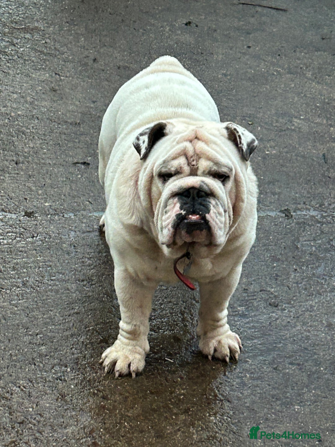 English Bulldog dogs for stud: KC Registered Silver Health Tested Stud - Image 6