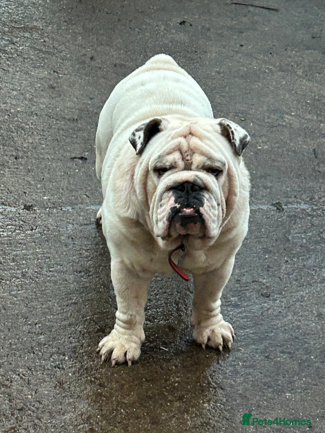 English Bulldog dogs for stud: KC Registered Silver Health Tested Stud - Advert 6