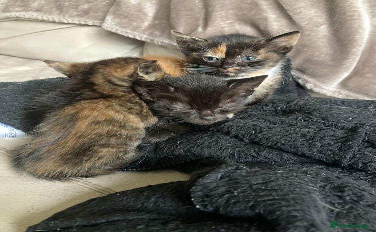Domestic Shorthair cats - Advert 1