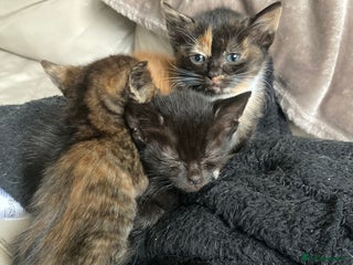 Domestic Shorthair cats - Advert 9