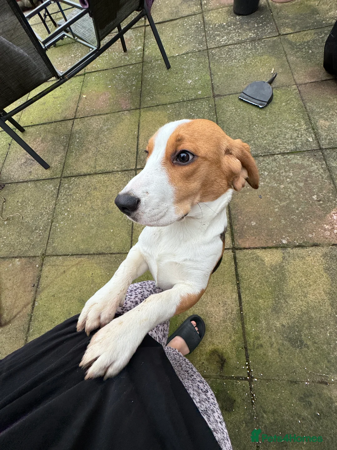 Beagle dogs for sale: Orio  - Advert 8